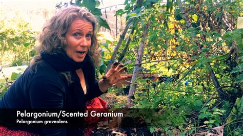 My Permaculture Garden by Morag Gamble.